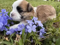 Dolly Porkton, a female Maltese and Shorkie for sale in Port Saint Lucie, FL – 3 of 9