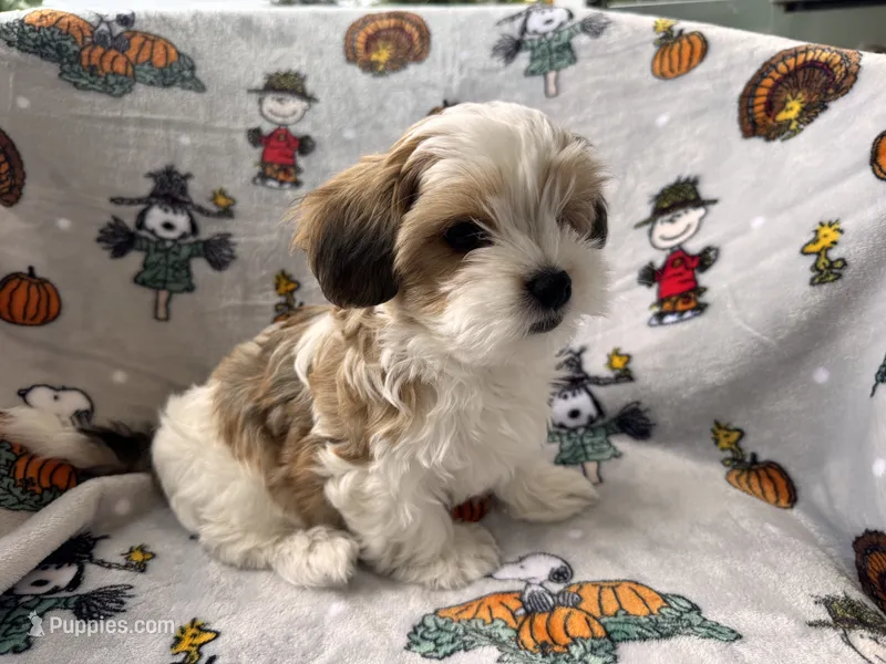 John Pork – Maltese, Shorkie puppy for sale in Port Saint Lucie, FL