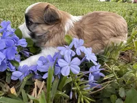 Dolly Porkton, a female Maltese and Shorkie for sale in Port Saint Lucie, FL – 4 of 9