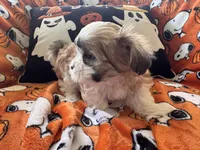 Dolly Porkton, a female Maltese and Shorkie for sale in Port Saint Lucie, FL – 2 of 9