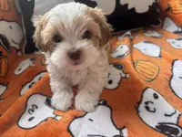 Pork Chop, a male Maltese and Shorkie for sale in Port Saint Lucie, FL – 3 of 6