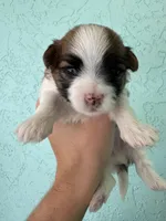 Juan Pork, a male Maltese and Shorkie for sale in Port Saint Lucie, FL – 3 of 4