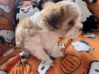 Pork Chop, a male Maltese and Shorkie for sale in Port Saint Lucie, FL – 2 of 6