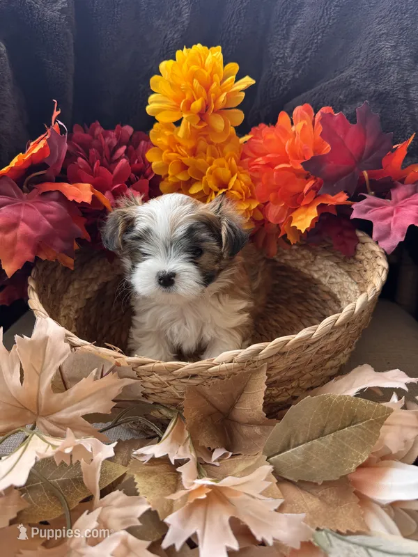 Juan Pork – Maltese, Shorkie puppy for sale in Port Saint Lucie, FL