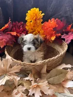 Juan Pork, a male Maltese and Shorkie for sale in Port Saint Lucie, FL – 1 of 4