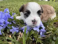 Dolly Porkton, a female Maltese and Shorkie for sale in Port Saint Lucie, FL – 5 of 9
