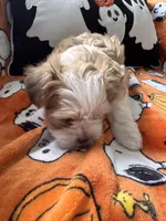 Pork Chop, a male Maltese and Shorkie for sale in Port Saint Lucie, FL – 6 of 6