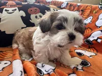 Dolly Porkton, a female Maltese and Shorkie for sale in Port Saint Lucie, FL – 8 of 9