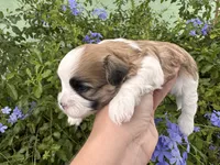 Dolly Porkton, a female Maltese and Shorkie for sale in Port Saint Lucie, FL – 9 of 9