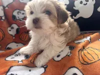 Pork Chop, a male Maltese and Shorkie for sale in Port Saint Lucie, FL – 4 of 6