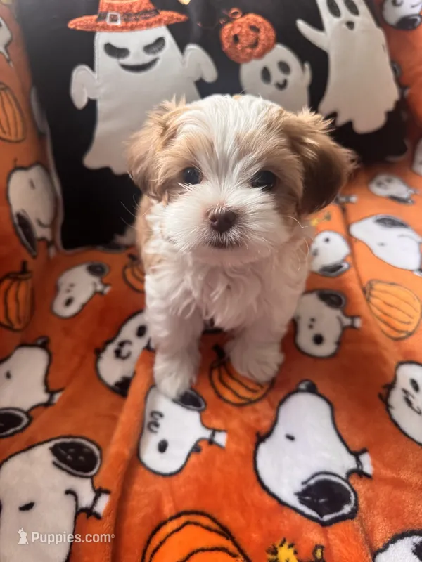 Pork Chop – Maltese, Shorkie puppy for sale in Port Saint Lucie, FL