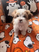 Pork Chop, a male Maltese and Shorkie for sale in Port Saint Lucie, FL – 1 of 6
