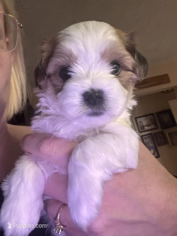 John Pork – Maltese, Shih Tzu puppy for sale in Port St. Lucie, FL