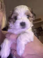 John Pork, a male Maltese and Shih Tzu for sale in Port St. Lucie, FL – 1 of 7