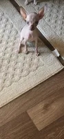 Sida, a female Chihuahua for sale in Jackson, KY – 1 of 1