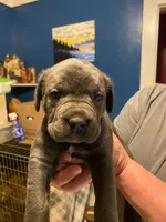 Female cane corso puppy, a female Cane Corso for sale in Durham, NC – 1 of 1