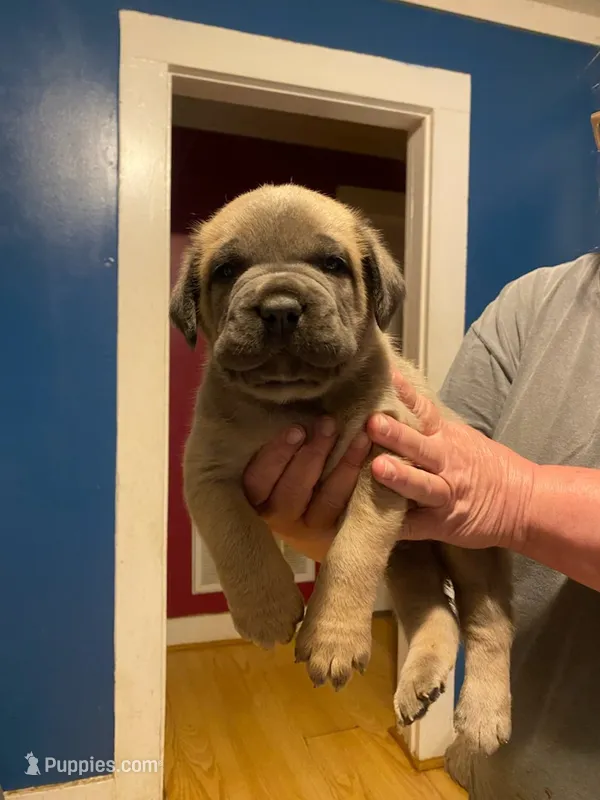 Male cane corso puppy  – Cane Corso puppy for sale in Durham, NC