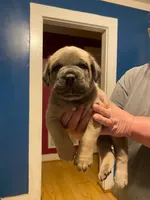 Male cane corso puppy , a male Cane Corso for sale in Durham, NC – 1 of 1