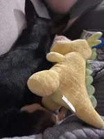 Apollo, a male Chihuahua for sale in Commerce City, CO – Photo 2 of 6