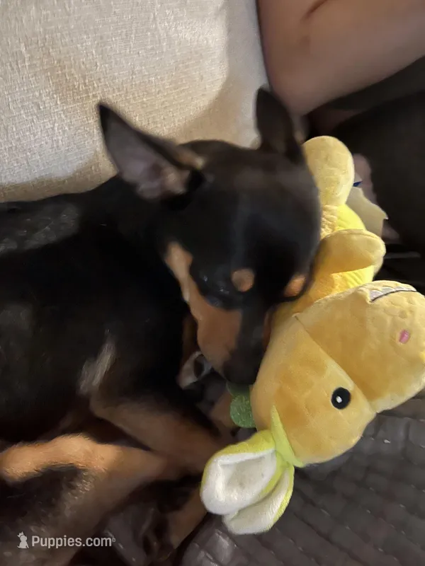 Apollo – Chihuahua puppy for sale in Commerce City, CO