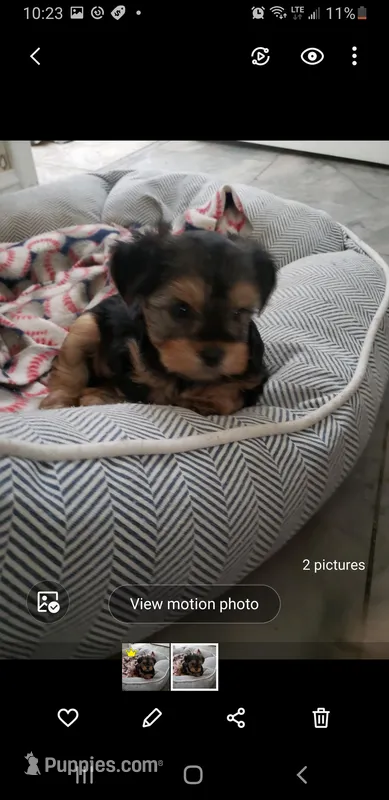 Puppy – Yorkshire Terrier puppy for sale in Buckeye, AZ