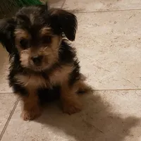 Puppy, a male Yorkshire Terrier for sale in Buckeye, AZ – Photo 3 of 3