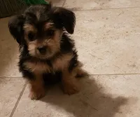 Puppy, a male Yorkshire Terrier for sale in Buckeye, AZ – Photo 3 of 3