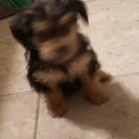 Puppy, a male Yorkshire Terrier for sale in Buckeye, AZ – Photo 2 of 3