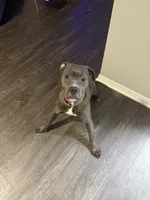 Kobi , a female American Pit Bull Terrier for sale in Los Angeles, CA – Photo 5 of 6