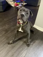 Kobi , a female American Pit Bull Terrier for sale in Los Angeles, CA – Photo 6 of 6