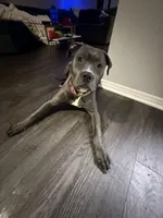 Kobi , a female American Pit Bull Terrier for sale in Los Angeles, CA – Photo 4 of 6