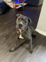 Kobi , a female American Pit Bull Terrier for sale in Los Angeles, CA – Photo 2 of 6