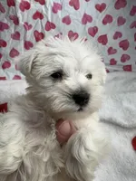 Yellow, a male Miniature Schnauzer for sale in Kodak, TN – Photo 2 of 5