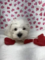 Yellow, a male Miniature Schnauzer for sale in Kodak, TN – Photo 1 of 5