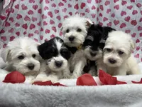 Yellow, a male Miniature Schnauzer for sale in Kodak, TN – Photo 4 of 5