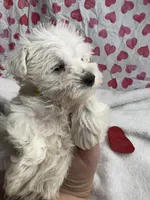 Yellow, a male Miniature Schnauzer for sale in Kodak, TN – Photo 3 of 5