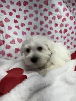 Green, a male Miniature Schnauzer for sale in Kodak, TN – Photo 2 of 6