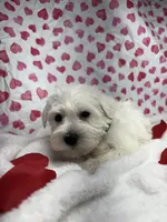 Green, a male Miniature Schnauzer for sale in Kodak, TN – Photo 1 of 6