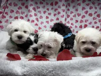 Green, a male Miniature Schnauzer for sale in Kodak, TN – Photo 5 of 6