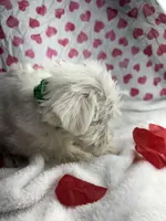 Green, a male Miniature Schnauzer for sale in Kodak, TN – Photo 4 of 6