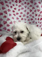 Green, a male Miniature Schnauzer for sale in Kodak, TN – Photo 3 of 6