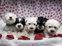 Green, a male Miniature Schnauzer for sale in Kodak, TN – Photo 6 of 6