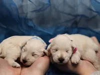 processed/d83ad53f-c046-4e80-9da9-9d81fd530b0a/listing/7f4628d0-0433-44bc-8207-9834d9d72380/c3a699b1-b2b2-4d76-af43-0db2cba81803