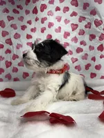 Red, a male Miniature Schnauzer for sale in Kodak, TN – Photo 4 of 6