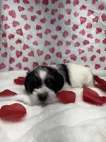 Red, a male Miniature Schnauzer for sale in Kodak, TN – Photo 1 of 6