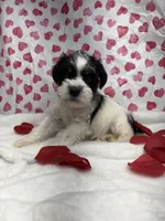 Red, a male Miniature Schnauzer for sale in Kodak, TN – Photo 2 of 6