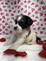 Red, a male Miniature Schnauzer for sale in Kodak, TN – Photo 3 of 6