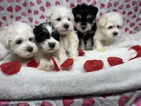 Red, a male Miniature Schnauzer for sale in Kodak, TN – Photo 5 of 6