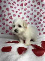 processed/d83ad53f-c046-4e80-9da9-9d81fd530b0a/listing/ceeee66d-3992-4a78-97df-feb8a344ef21/1a196cf4-3d32-4237-a9bb-5623afe298cd