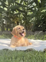 Tom, a male Golden Retriever for sale in Miami, FL – 2 of 2